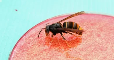 UK Varsity Develops AI to Detect Asian Hornets