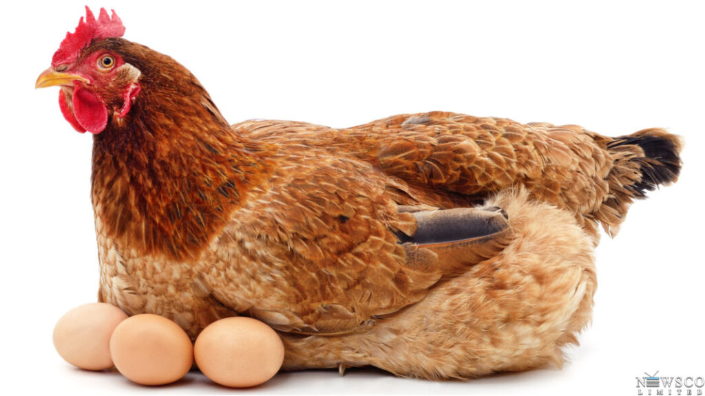 Govt Considers Price Control on Eggs Amid Rising Costs