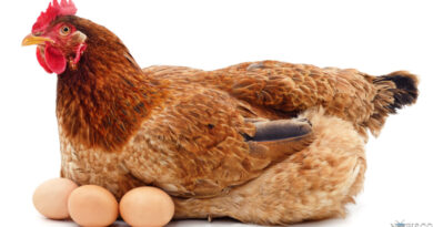 Govt Considers Price Control on Eggs Amid Rising Costs