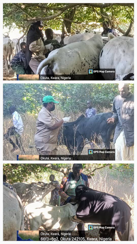 Kwara Begins Vaccination of Livestock Against Anthrax